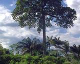 &nbsp;

Pokrój
drzew orzesznicy brazylijskiej, autor: Nando cunha, źródło: 

http://pl.wikipedia.org/wiki/Plik:Castanheira_1.jpg
z dnia 21.01.2013

